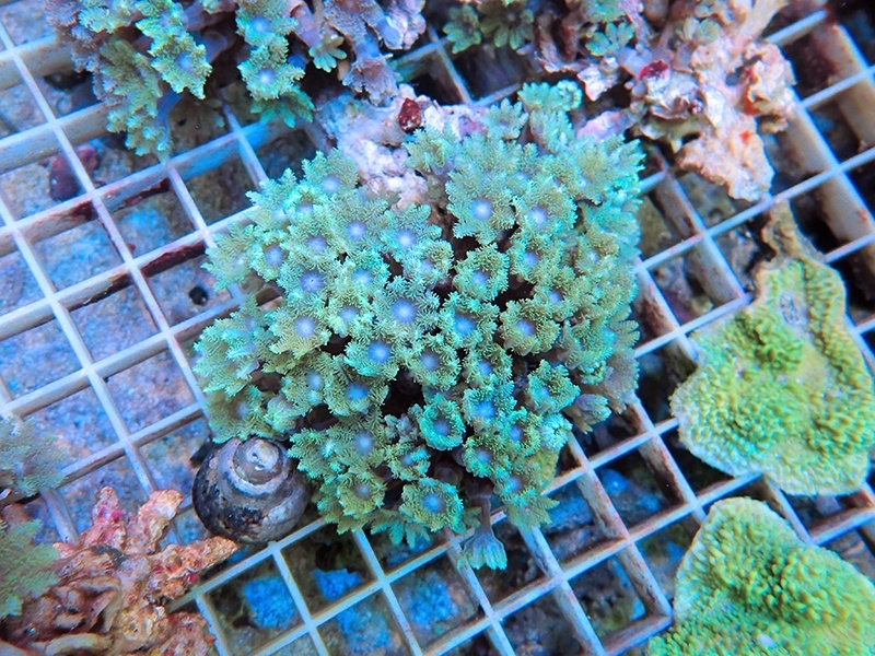 画像1: 0105ツツウミヅタ（沖縄）グリーン05