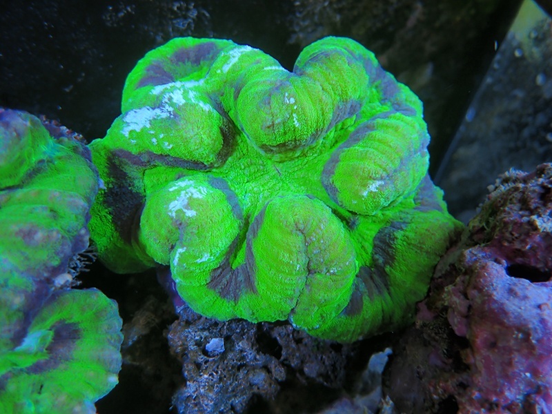 画像1: 0105ハナガタサンゴグリーン02