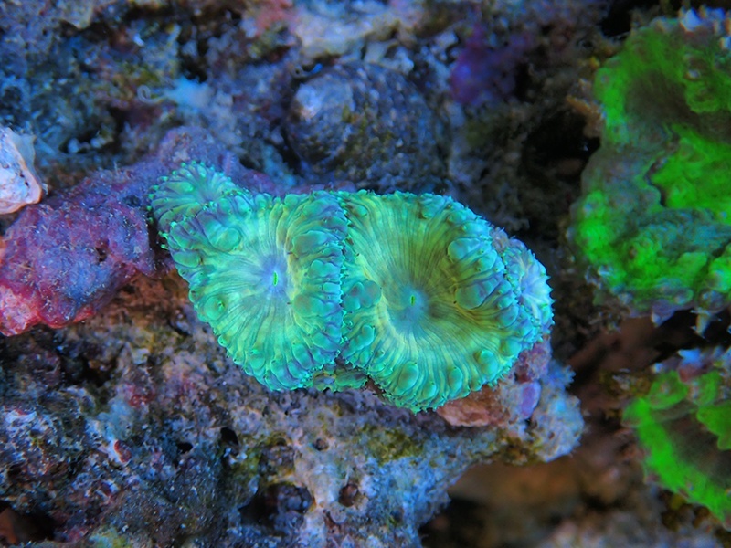 画像1: 0105オオタバサンゴイエローグリーンS