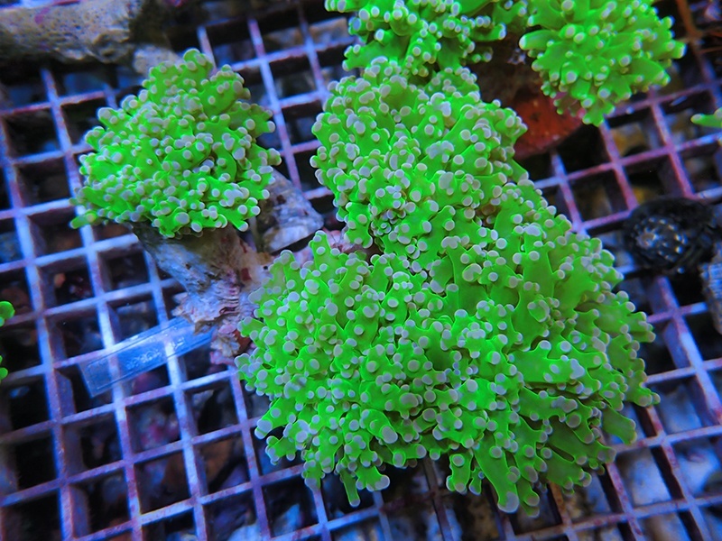 画像1: 0105タコアシブランチメタリックグリーン03