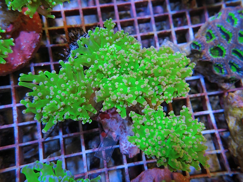 画像1: 0105タコアシブランチメタリックグリーン04