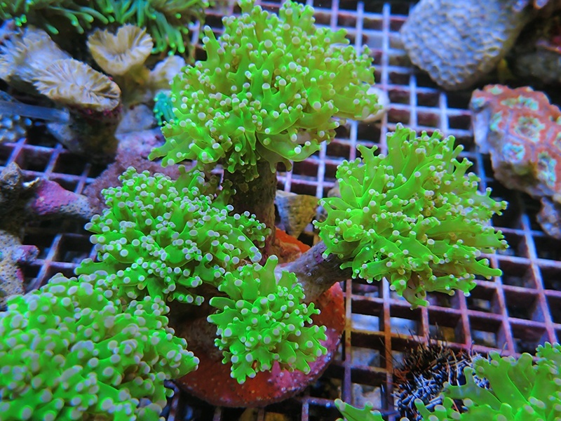 画像1: 0105タコアシブランチメタリックグリーン05