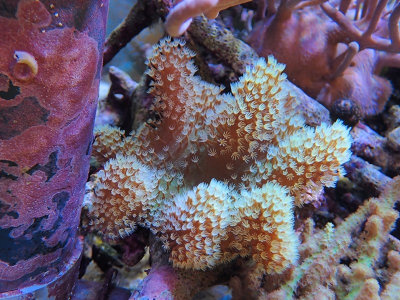 画像1: 0105ウネタケポリプグリーン