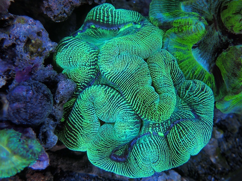 画像1: 0111オオバナサンゴグリーン01