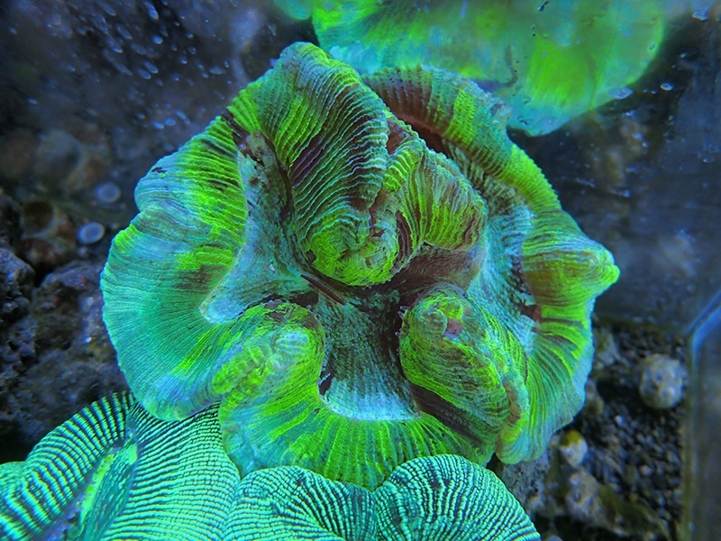 画像1: 0111オオバナサンゴグリーン02