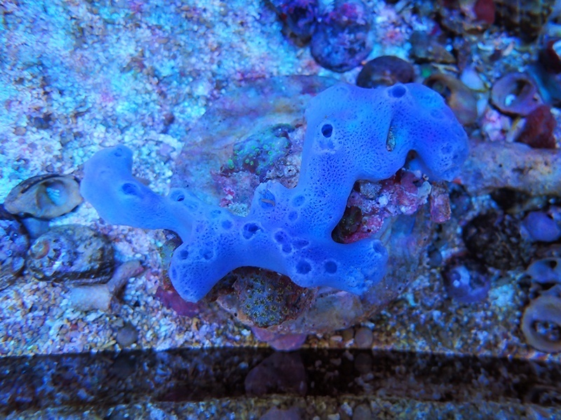 画像1: 0111ブルースポンジ