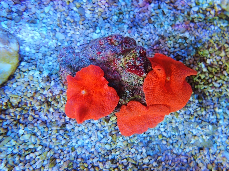 画像1: 0111ディスクコーラルスーパーレッド3個付き