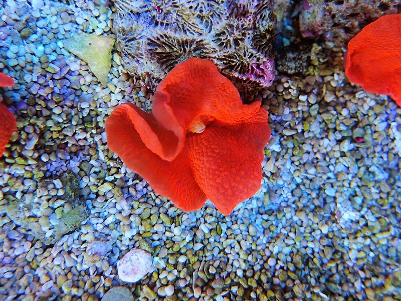 画像1: 0111ディスクコーラルスーパーレッド01