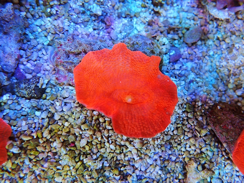 画像1: 0111ディスクコーラルスーパーレッド02