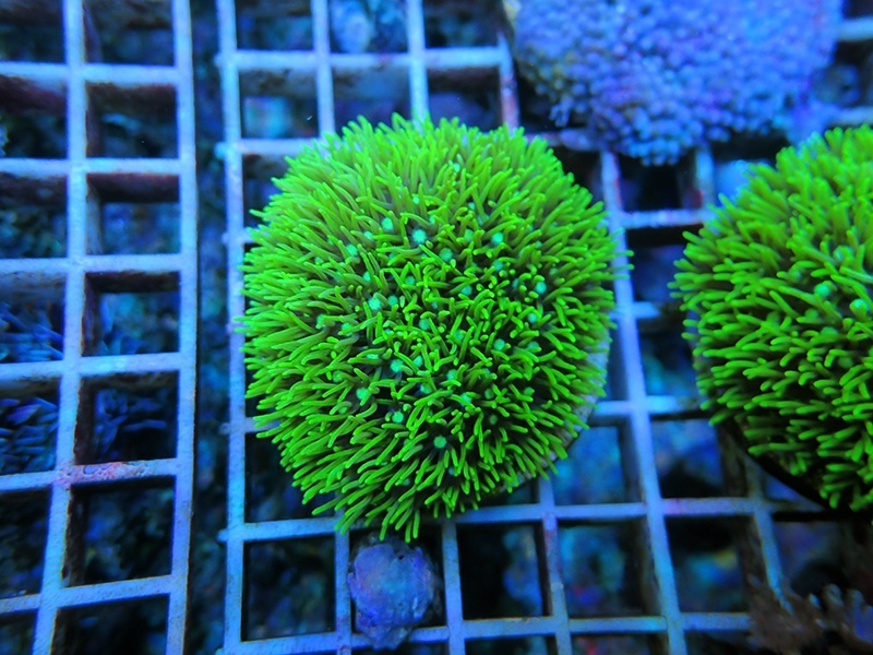 画像1: 0111スターポリプフルメタリックグリーン01