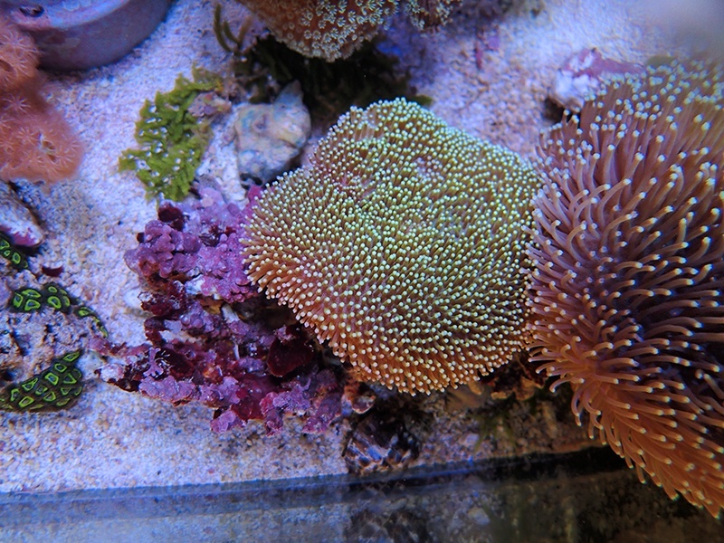 画像1: 0125ウミキノコ（沖縄）ノーマルM03