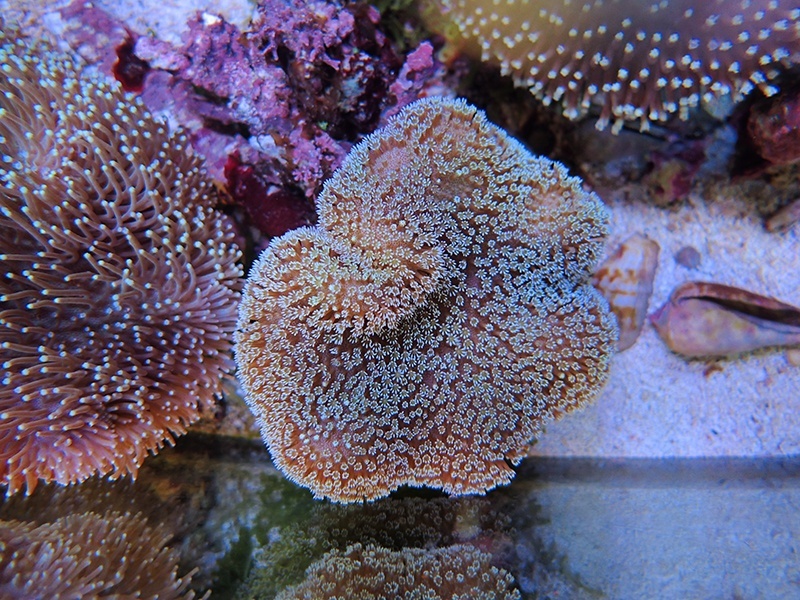 画像1: 0125ウミキノコ（沖縄）ノーマルM05