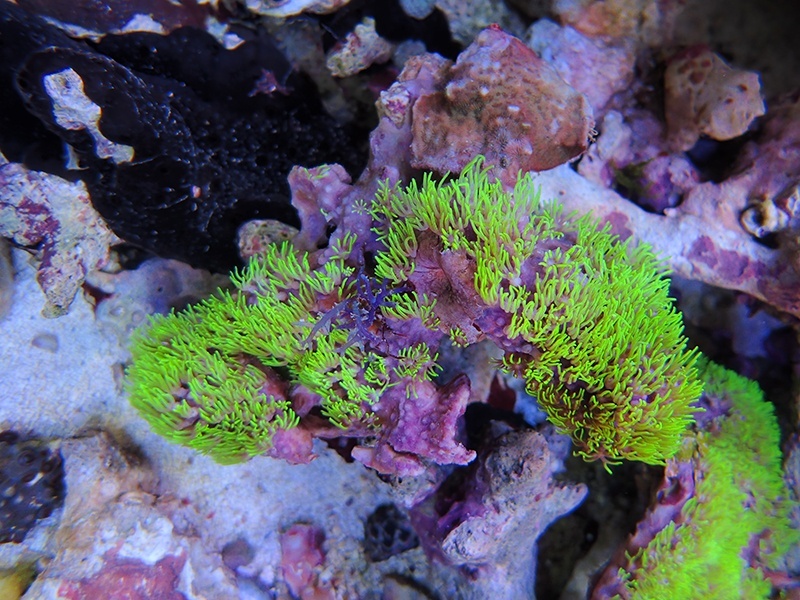 画像1: 0125スターポリプ（沖縄）メタリックグリーン01