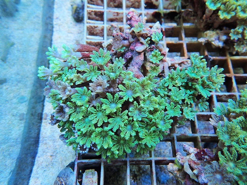 画像1: 0125ツツウミヅタ（沖縄）グリーン01