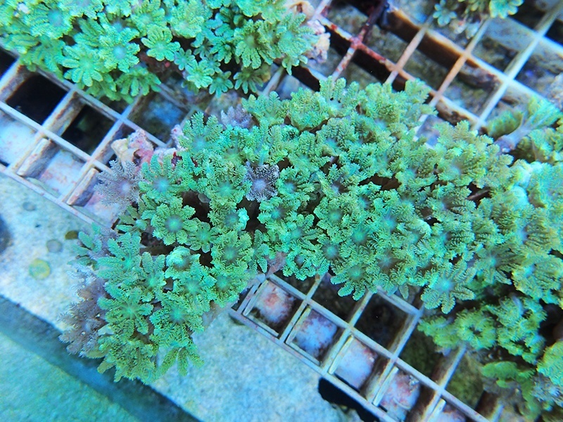 画像1: 0125ツツウミヅタ（沖縄）グリーン02