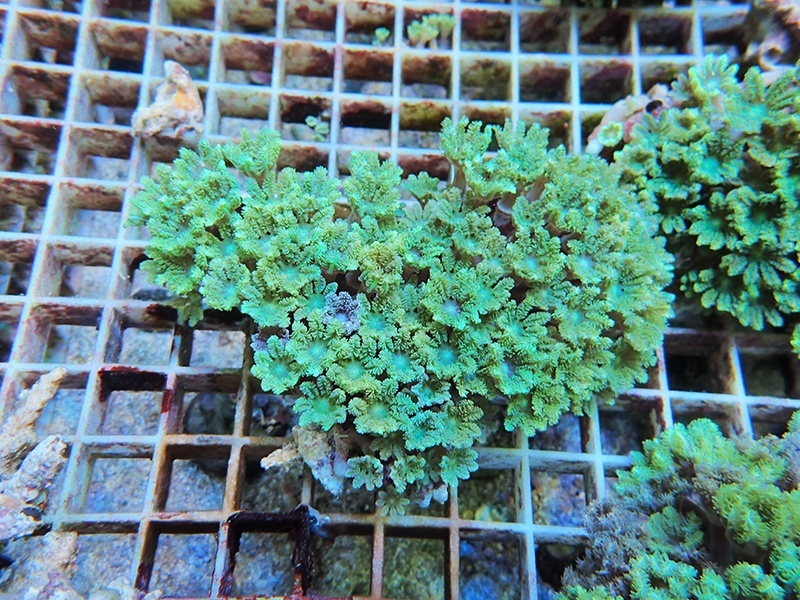 画像1: 0125ツツウミヅタ（沖縄）グリーン04