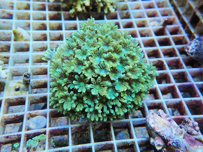 画像1: 0125ツツウミヅタ（沖縄）グリーン06