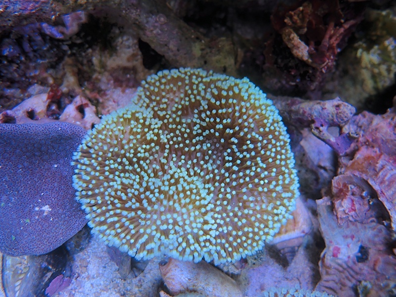 画像1: 0211ウミキノコ（沖縄）ノーマルＭ01