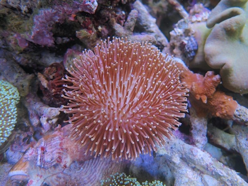 画像1: 0211ウミキノコ（沖縄）ノーマルＭ03