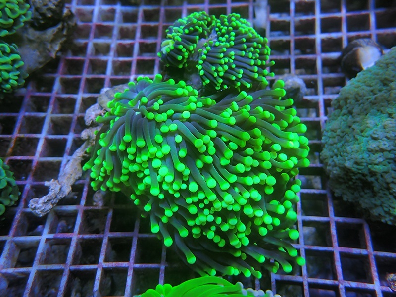 画像1: 0211ツツマルハナサンゴグリーン02