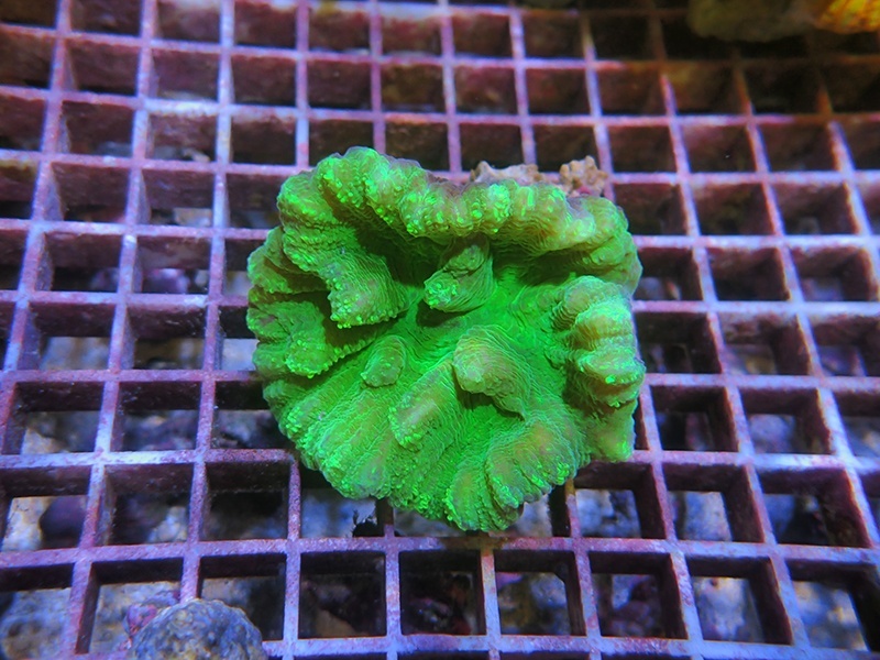 画像1: 0211ウミバラグリーンS