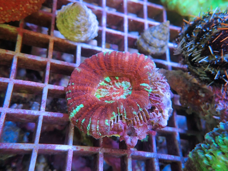 画像1: 0211ガラハナガタレッド（一部欠け有）