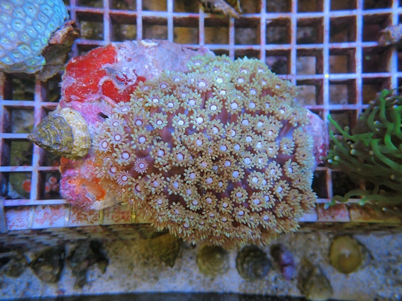 画像1: 0211ハナガササンゴホワイト