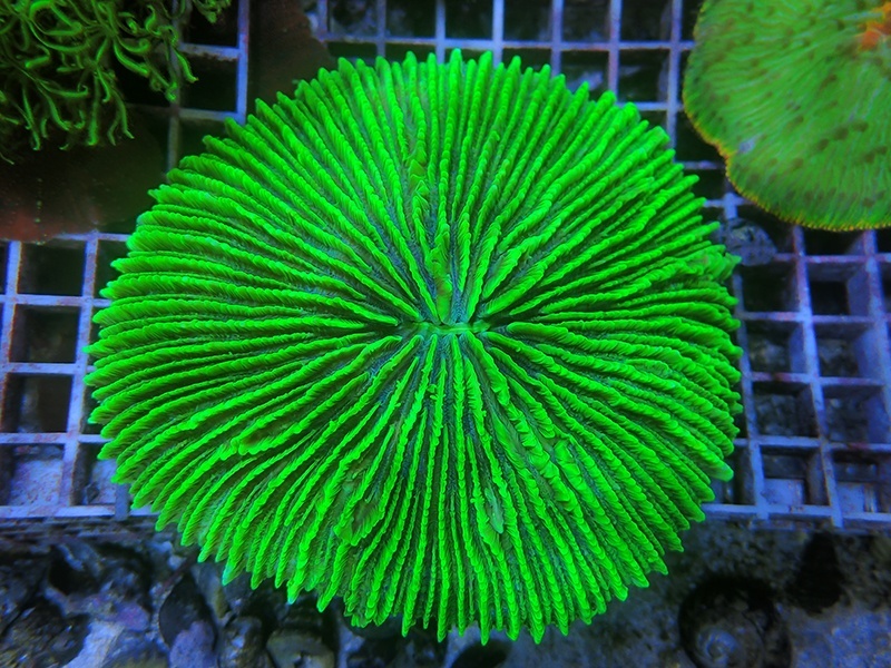 画像1: 0211クサビライシメタリックグリーンL