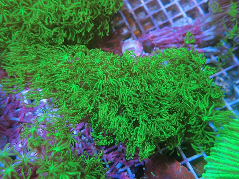 画像1: 0211クダサンゴメタリックグリーン01