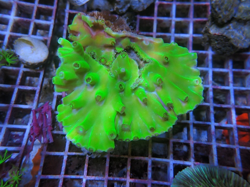 画像1: 0211ヘロコーラル（オーストラリア）