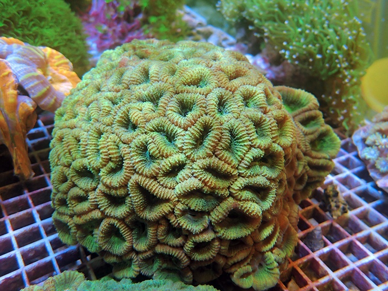 画像1: 0211タバネサンゴグリーンXL