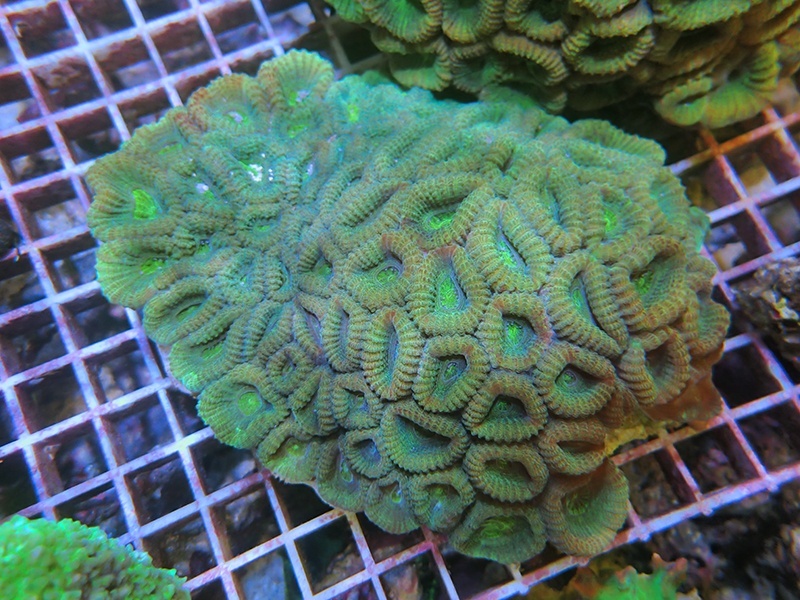 画像1: 0211タバネサンゴグリーンM