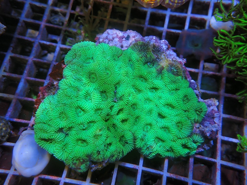 画像1: 0211キクメイシグリーン01