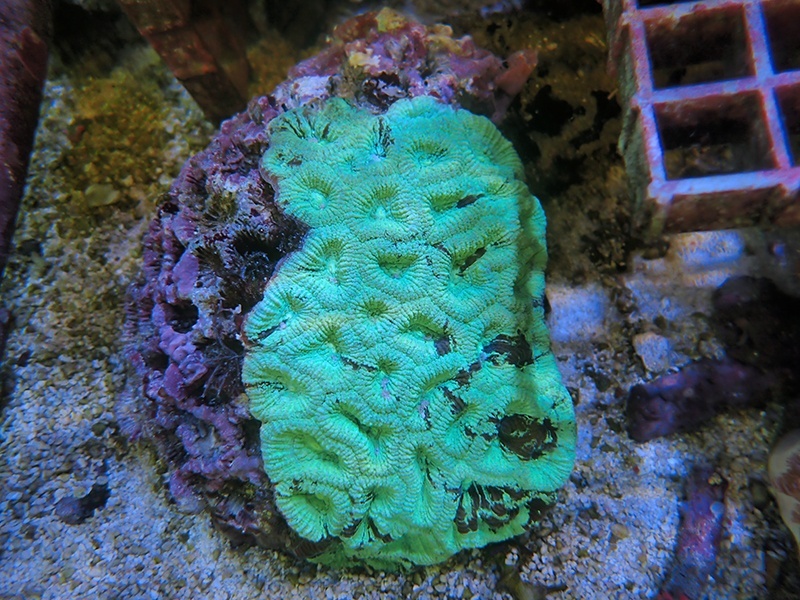 画像1: 0211キクメイシグリーン02