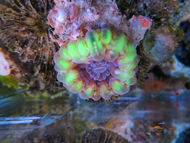 画像1: 0211コハナガタサンゴクリアグリーン