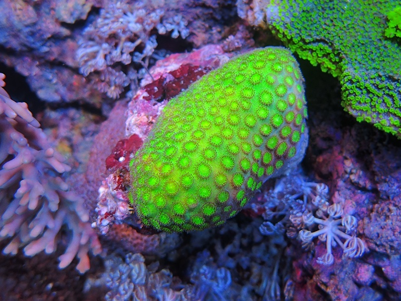 画像1: 0211ムカシサンゴメタリックグリーン