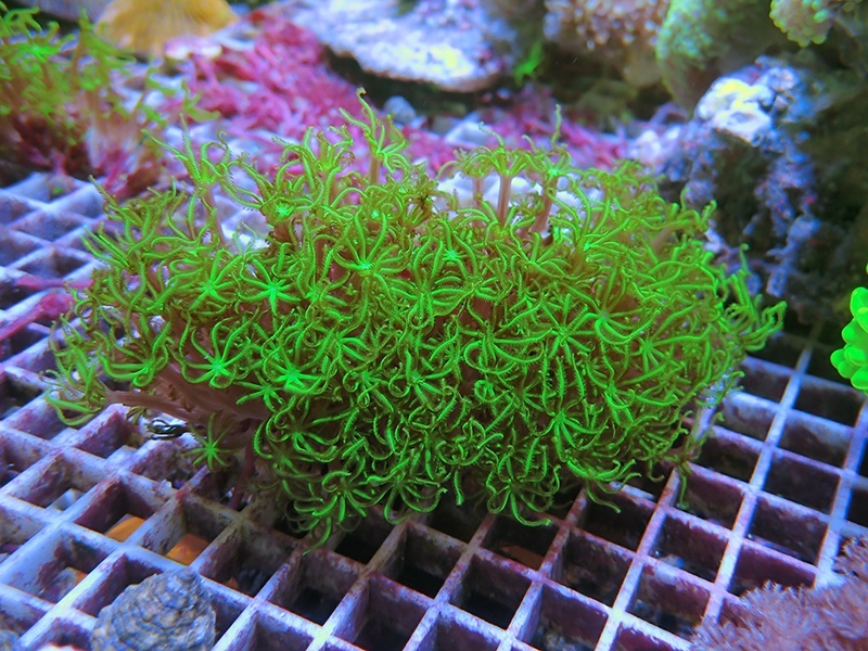 画像1: 0222クダサンゴメタリックグリーン