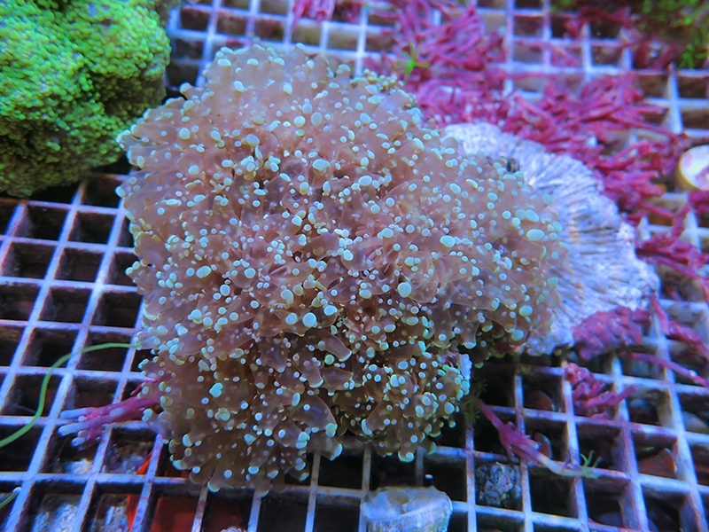 画像1: 0222タコアシブランチクリアL