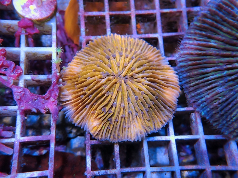 画像1: 0222クサビライシオレンジ