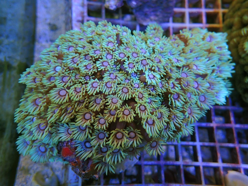 画像1: 0222ハナガササンゴグリーン