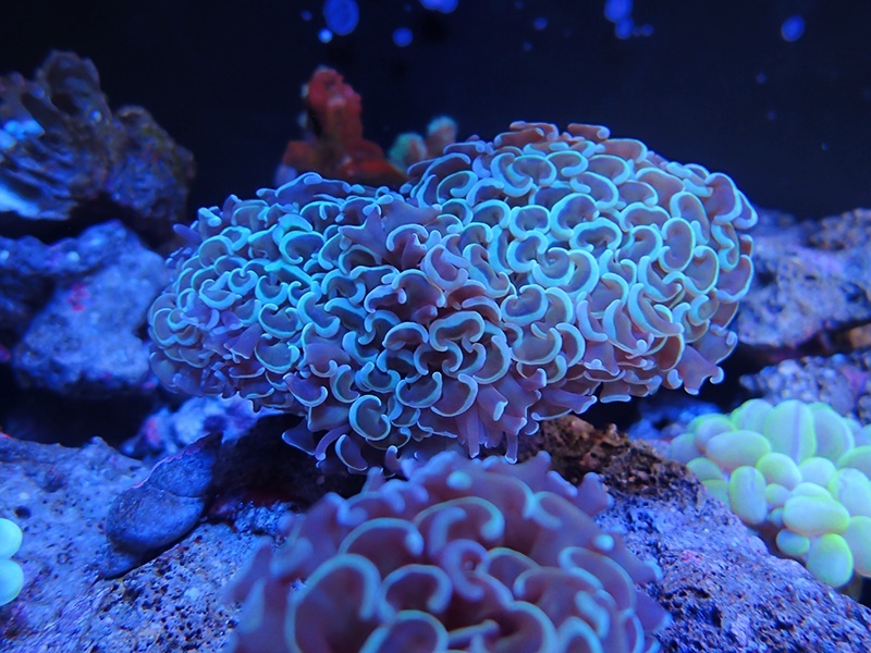 画像1: 0222ナガレハナサンゴグリーンM