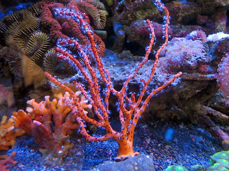 画像1: 0222カリビアンゴルゴニアイエロー