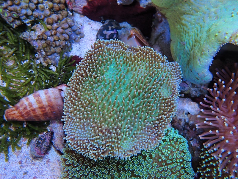 画像1: 0222ウミキノコグリーン01