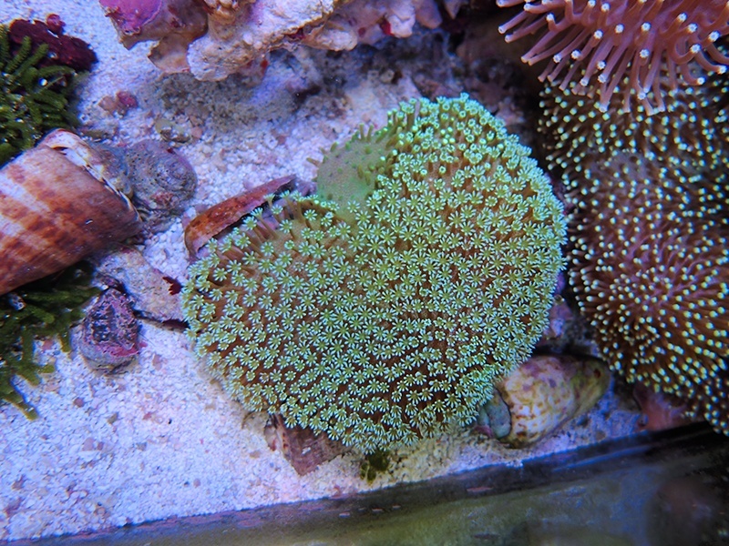 画像1: 0222ウミキノコグリーン02