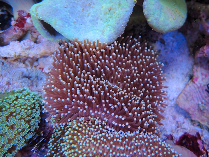 画像1: 0222ウミキノコノーマル01