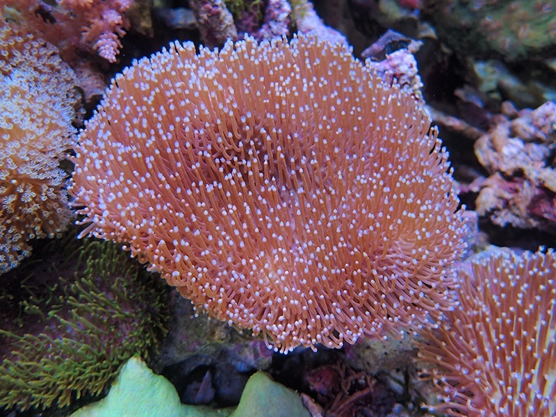 画像1: 0222ウミキノコノーマル02