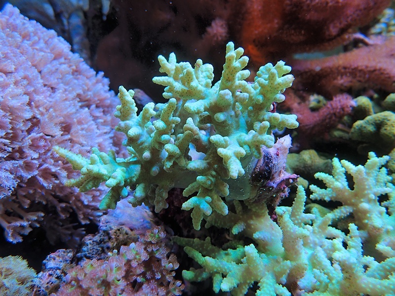 画像1: 0222ヤワタコアシトサカグリーン01