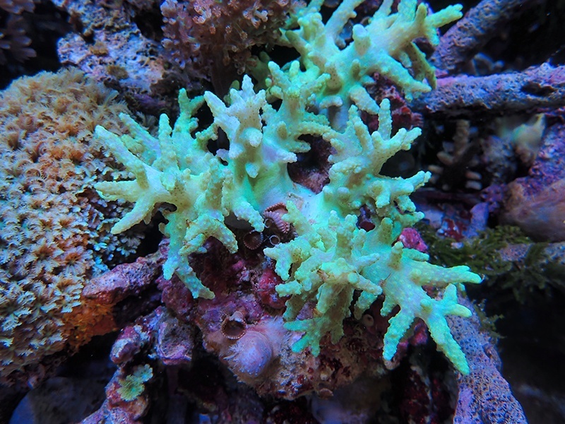 画像1: 0222ヤワタコアシトサカグリーン02