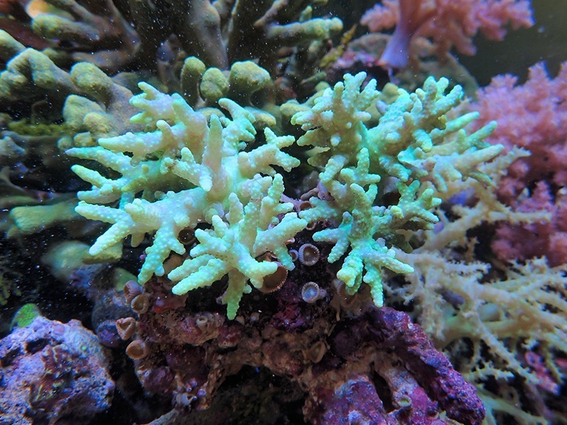 画像1: 0222ヤワタコアシトサカグリーン04