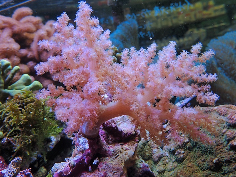 画像1: 0222チヂミトサカパープル01